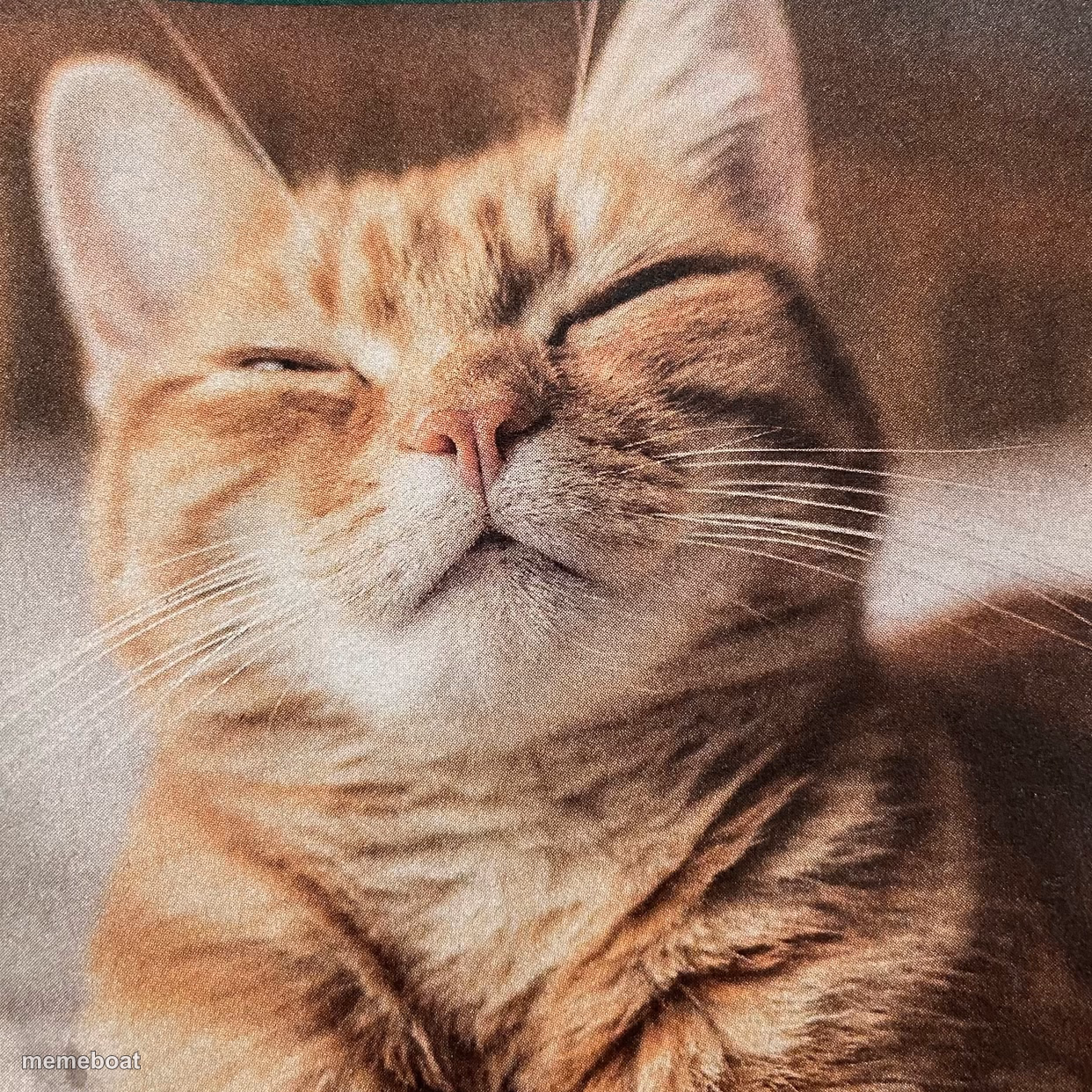 Smelly cat - meme generator image preview