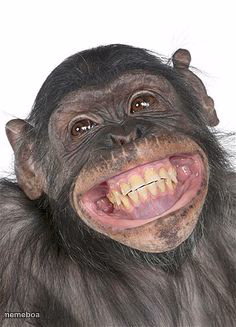 Smile Monkey - meme generator image preview