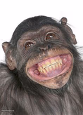 Smile Monkey