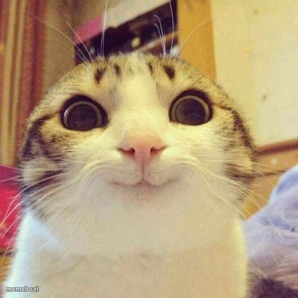 smiley cat - meme generator image preview