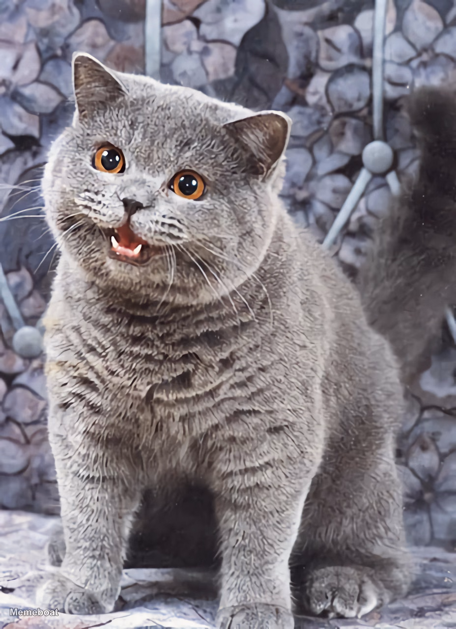 Smiling British Shorthair Cat - meme generator image preview