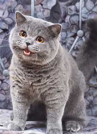 Smiling British Shorthair Cat