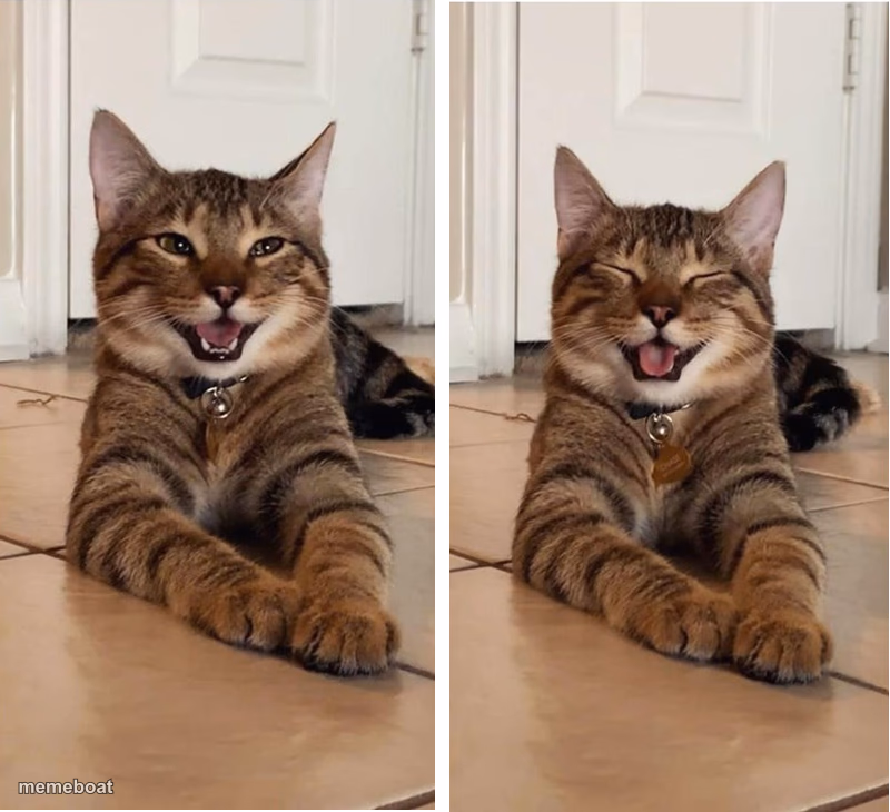 Smiling cat bad dad joke template #2 - meme generator image preview