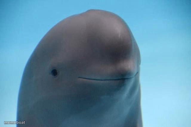 smiling dolphin - meme generator image preview