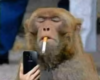 Smoking Monkey With Phone