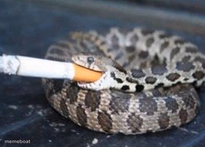 Smoking Snake - meme generator image preview