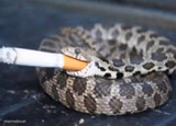 Smoking Snake
