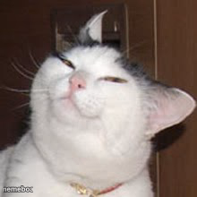 smug cat - meme generator image preview