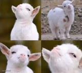 Smug Goat