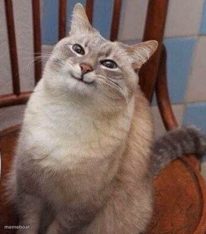 Smug waffle cat - meme generator image preview