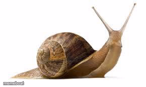 SNAIL - meme generator image preview