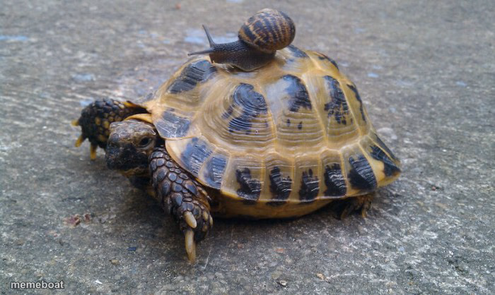Snail riding turtle - meme generator image preview