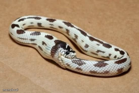 Snake Eating Itself - meme generator image preview