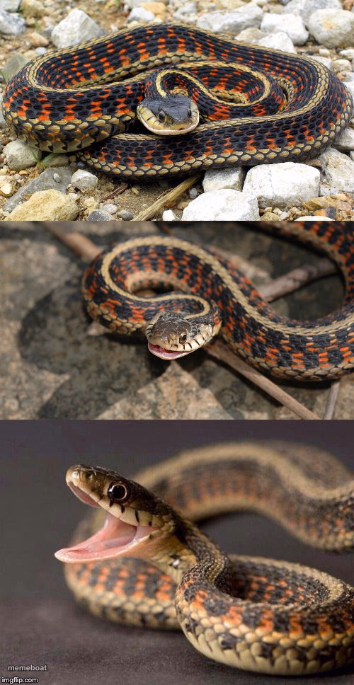 Snake Puns - meme generator image preview
