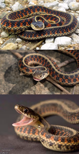 Snake Puns