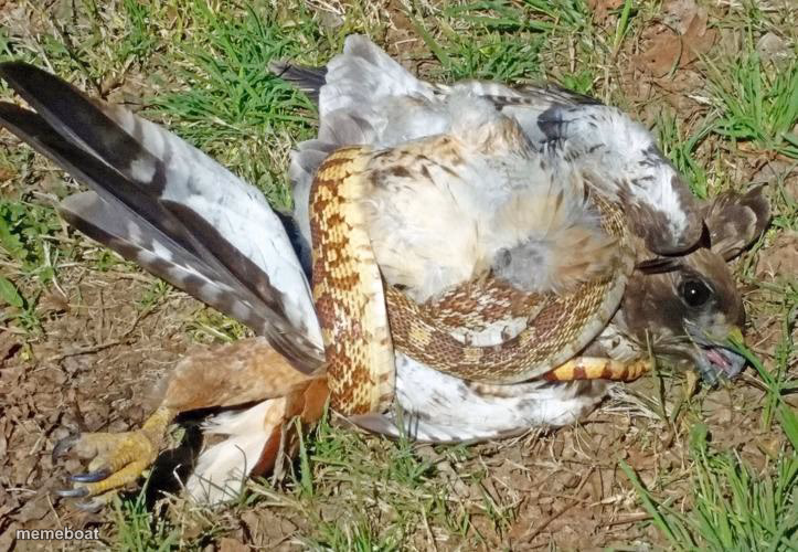 Snake vs Hawk - meme generator image preview