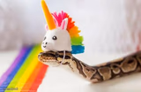Snake with Unicorn Hat