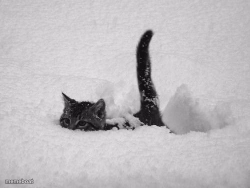 Snow Cat - meme generator image preview