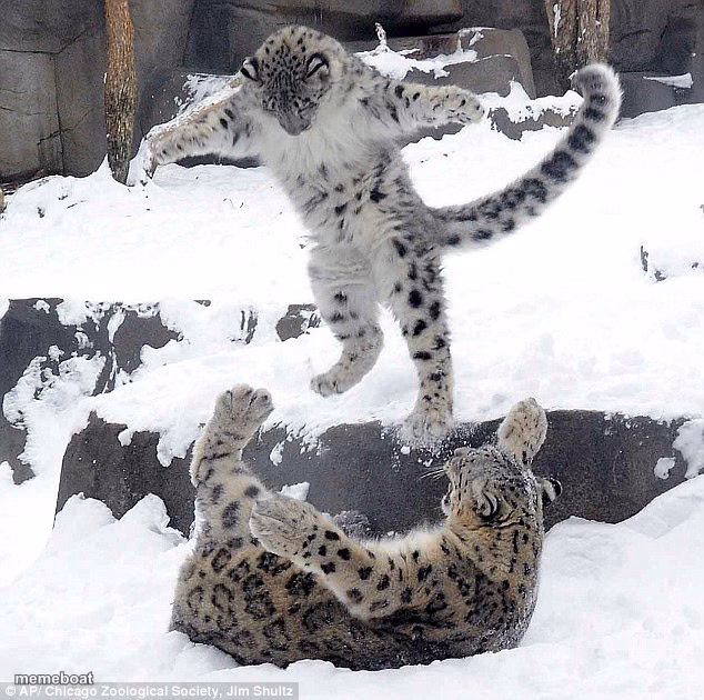 snow leopard - meme generator image preview