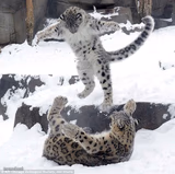 snow leopard