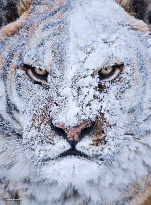 Snowflake - meme generator image preview