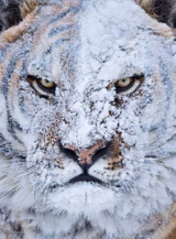 Snowflake