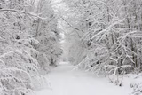 Snowy forest