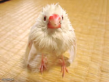 Soaked zebra finch