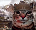soldier cat