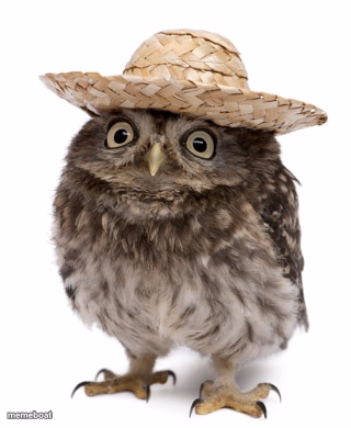 sombrero owl - meme generator image preview
