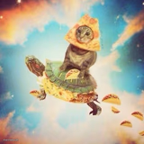 Space Pizza Cat Turtle Tacos