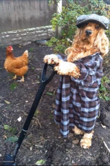 Spaniel Gardener