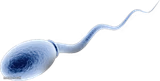 sperm cell