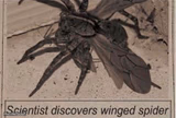 Spider