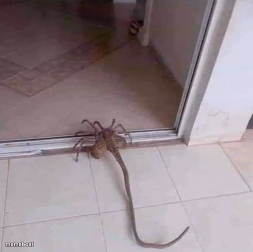 spooder - meme generator image preview