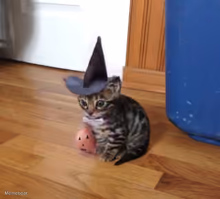 Spooky Hat Cat