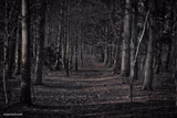Spooky Woods
