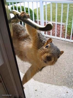squirrel