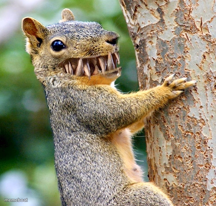 Squirrel - meme generator image preview