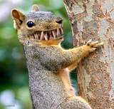 Squirrel