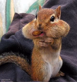 Squirrel full mouth