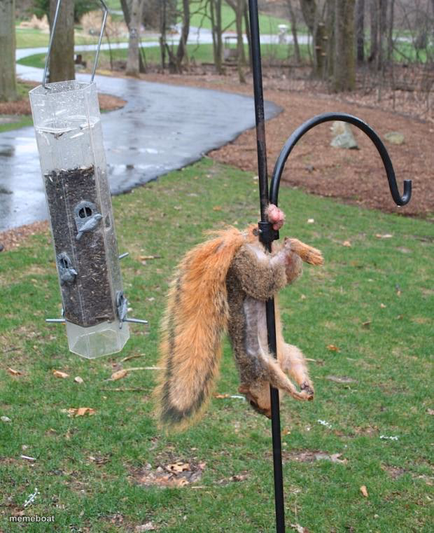 Squirrel NUTs - meme generator image preview