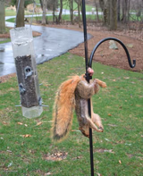 Squirrel NUTs