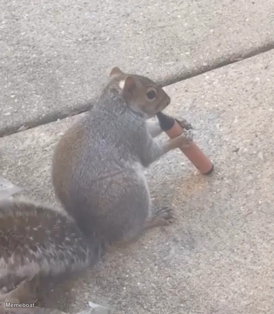Squirrels Vaping - meme generator image preview