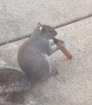 Squirrels Vaping