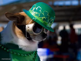 St Paddy's Day Corgi