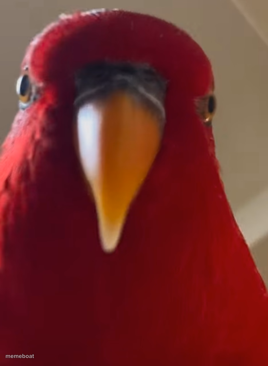 Staring bird - meme generator image preview