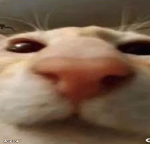 Staring Cat - meme generator image preview