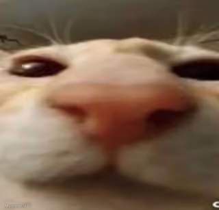 Staring Cat