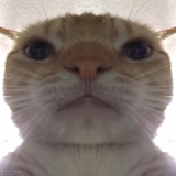 Staring Cat/Gusic
